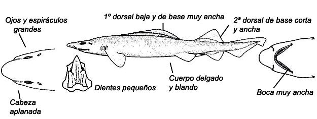 Pseudotriakis microdon _01.jpg